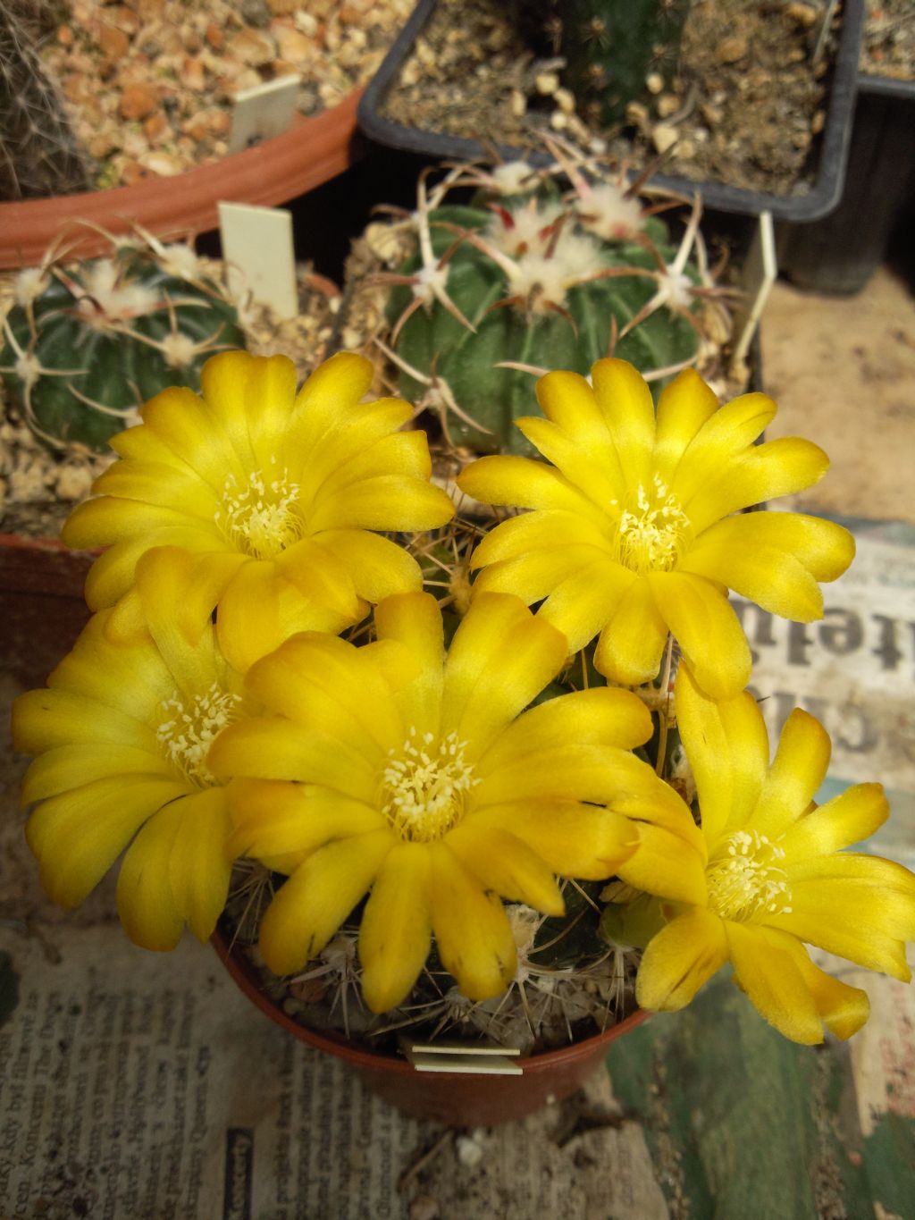 Weingartia neocumingii